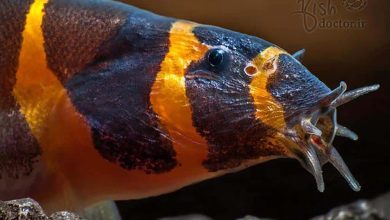 freshwater aquarium fish-kuhli-loach-Coolie-Prickly Eye-pangio-kuhlii-ماهی های زینتی آکواریوم آب شیرین-ماهی لوچ کولی-لوچ نیم نوار