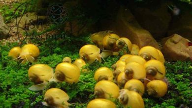 freshwater fancy snails-Ampullaria cuprina-apple snail-breeding-culture-حلزونهای آکواریومی تزئینی آب شیرین-آبزیان زینتی-تکثیر پرورش نگهداری حلزون سیب-حلزون طلایی