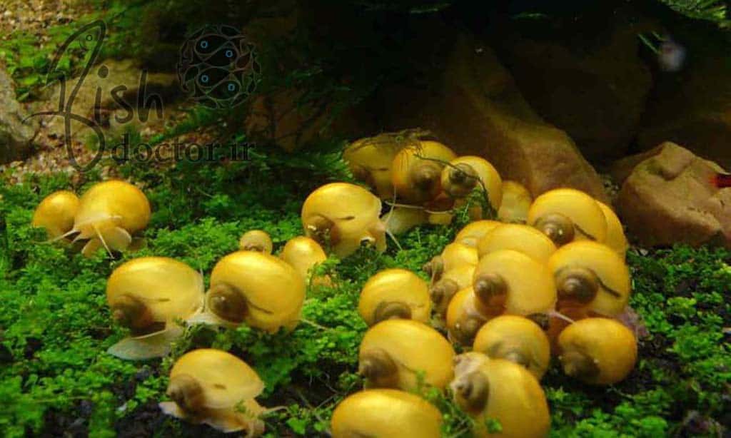 freshwater fancy snails-Ampullaria cuprina-apple snail-breeding-culture-حلزونهای آکواریومی تزئینی آب شیرین-آبزیان زینتی-تکثیر پرورش نگهداری حلزون سیب-حلزون طلایی