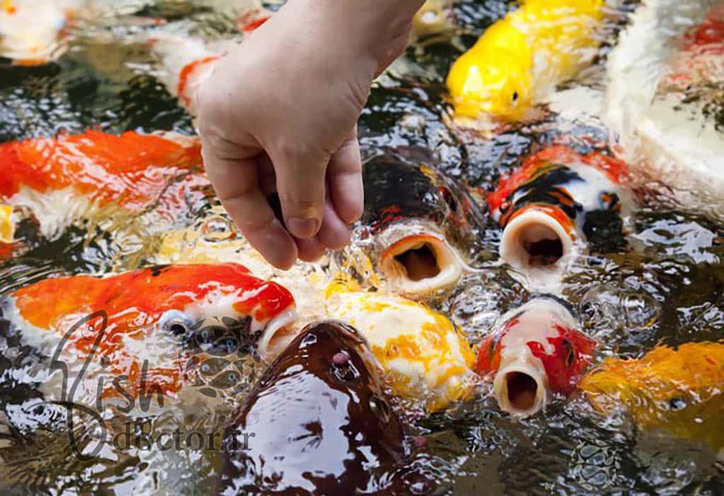 aquatic animal-fish feeding-diet-koi Hand feeding-غذا و تغذیه آبزیان-خوراک مناسب ماهی زینتی و پرورشی-راهنمای تغذیه و غذا دهی به ماهی کوی