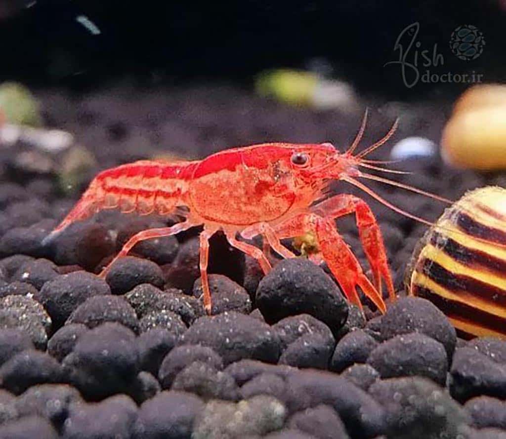 نگهداری، تکثیر و پرورش خرچنگ کامبارلوس Cambarellus – small freshwater crayfish