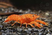 small freshwater crayfish-Cambarellus–Orange Dwarf Crayfish-breeding-culture-سخت پوستان آکواریومی-آبزیان زینتی-تکثیر پرورش نگهداری خرچنگ کوتوله کامبارلوس