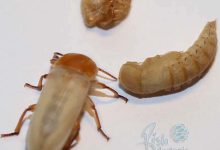 میل ورم-سوسک-کرم-شفیره-تخم-تکثیر-پرورش-نگهداری-غذای زنده-live food-Mealworm-Beetle-Pupa-Larva-Egg