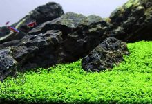 گیاه آبزی آکواریومی چمنی مونت کارلو برای تانکهای پلنت-freshwater-plant-aquarium-Planted-Tank-aquascape-Micranthemum-Monte-Carlo-carpet-