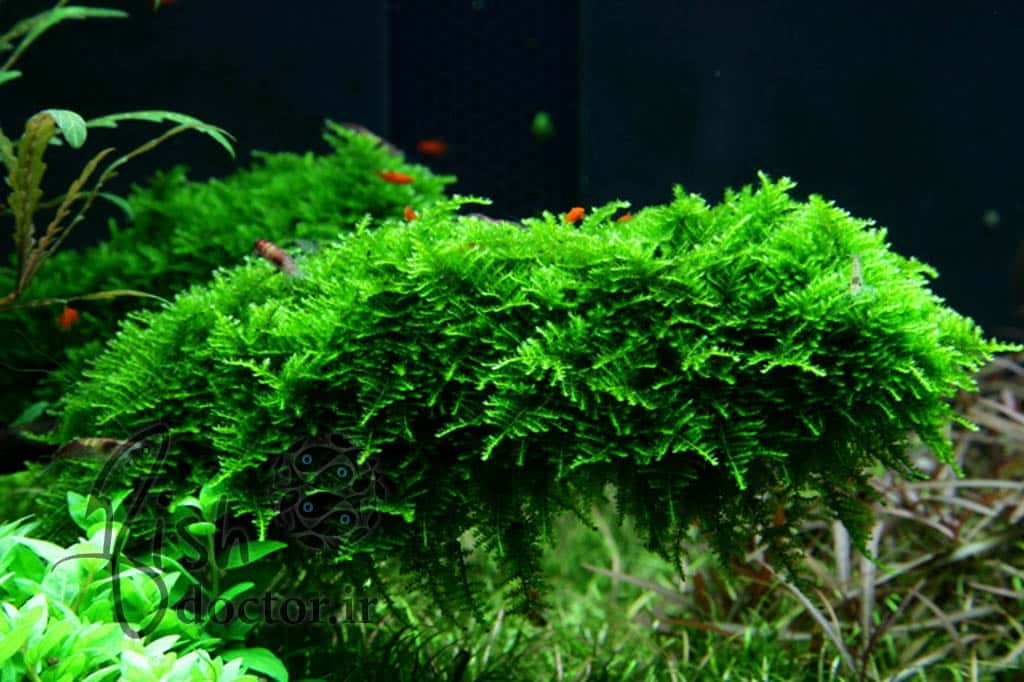 گیاه چمنی روی چوب و سنگ و بستر آکواریوم آب شیرین-Christmas moss-Vesicularia montagnei-aquatic moss-aquarium carpet plant