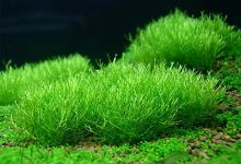 گیاه چمنی علف بلوری-خزه ریکسیا-Riccia Fluitans-Crystalwort Moss-Riccia-Fluitans