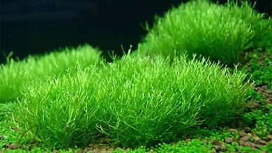 گیاه چمنی علف بلوری-خزه ریکسیا-Riccia Fluitans-Crystalwort Moss-Riccia-Fluitans
