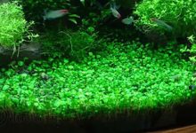 گیاه چمنی مارسلیا مینوتا- شبدر کوتوله آبی- Dwarf Water Clover-Marsilea minuta-aquatic fern-aquarium carpet plant