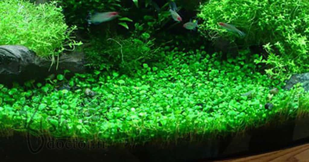 گیاه چمنی مارسلیا مینوتا- شبدر کوتوله آبی- Dwarf Water Clover-Marsilea minuta-aquatic fern-aquarium carpet plant
