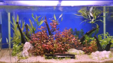 شن-سنگ ریزه-ماسه کف آکواریوم ماهی و گیاه-خاک و کود بستر گیاه آبزی آکواریوم-aquarium-decor-Sand-Gravel-soil-aquarium substrate for plants