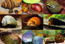 معرفی انواع حلزون آکواریومی آب شیرین-freshwater Aquarium fancy Snails-facts-breeding-care