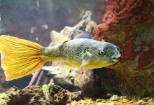 freshwater aquarium fish- types-of-freshwater-Congo Puffer -potato puffer-Tetraodon miurus-pufferfish-تکثیر و پرورش ماهی های زینتی آکواریوم آب شیرین-نگهداری ماهی پافر کنگو-تغذیه پافر سیب زمینی-پوفر-بادکنک ماهی