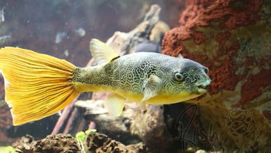 freshwater aquarium fish- types-of-freshwater-Congo Puffer -potato puffer-Tetraodon miurus-pufferfish-تکثیر و پرورش ماهی های زینتی آکواریوم آب شیرین-نگهداری ماهی پافر کنگو-تغذیه پافر سیب زمینی-پوفر-بادکنک ماهی