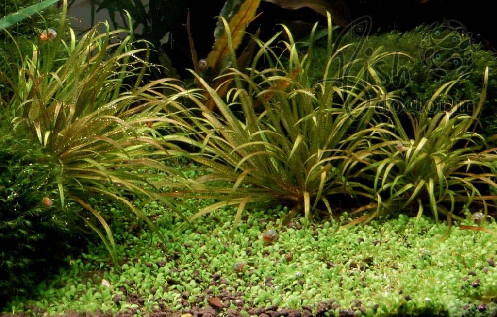 freshwater-aquarium-plant-Planted-Tank-aquascape-Elatine hydropiper-carpet plant-آشنایی یا گیاهان آکواریوم آب شیرین-شناسایی انواع گیاه آبزی چمنی-گیاه چمنی الاتین-راه اندازی و نگهداری تانک پلنت