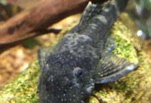 freshwater fish disease-aquarium fish and tank problem-Changes in Fish Color - suckermouth catfish- pleco -بیماری ماهی های زینتی آکواریوم آب شیرین-مشکلات تانک-تغییر رنگ ماهی-کت فیش-لجن خوار-پلیکو-w