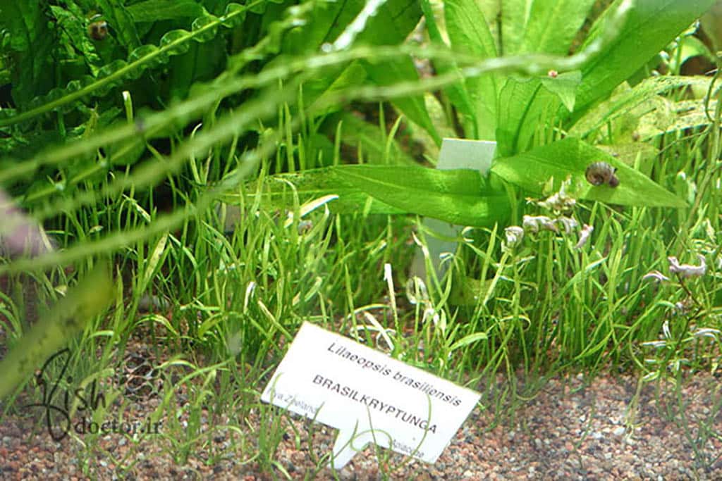 freshwater aquarium plant-Planted Tank-aquascape-Brazilian Micro Sword-carpet- گیاهان آبزی آکواریوم آب شیرین-چمن شمشیر کوچک برزیلی -راه اندازی تانک پلنت