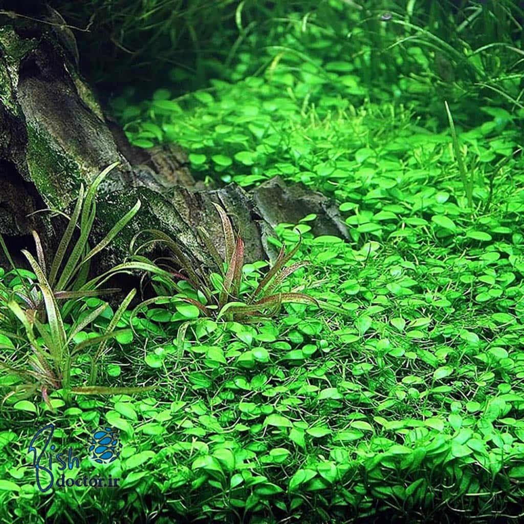 freshwater plant aquarium-Planted Tank-aquascape-Glossostigma elatinoides-carpet-آکواریوم گیاهان آبزی آب شیرین-تکثیر و پرورش چمن گلاسو -راه اندازی تانک پلنت