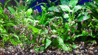 شناسایی حلزونهای آفت آکواریومی و کنترل آن در تانک های پلنت-freshwater planted Aquarium-Pest Snails