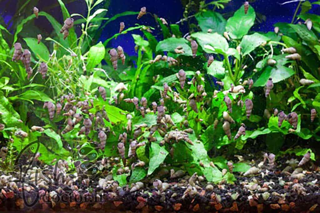 شناسایی حلزونهای آفت آکواریومی و کنترل آن در تانک های پلنت-freshwater planted Aquarium-Pest Snails