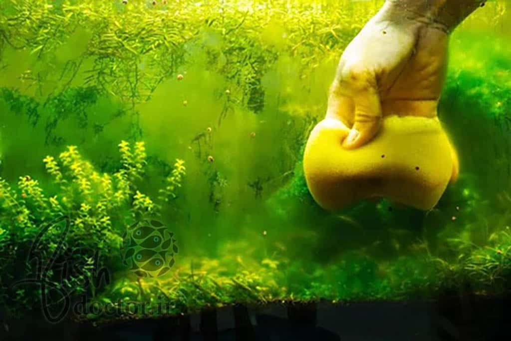 آشنایی با انواع جلبک در آکواریوم آب شیرین و تانکهای پلنت و روش کنترل آن-freshwater planted aquarium-algae problem-facts-control