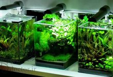 منظره آرایی آکواریوم گیاهی نانو-nano-planted-aquarium-AQUASCAPING