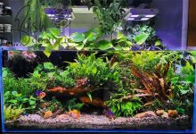 زیباترین ماهی های زینتی مناسب برای آکواریوم های گیاهی-Most Beautiful Fishes For Planted Aquarium