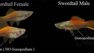 تشخیص جنسیت نر و ماده در ماهی دم شمشیری The Difference in Male & Female Swordtail Fish