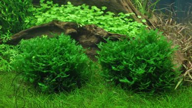 خزه پلیا-گیاه آکواریوم آب شیرین- چمن روی سنگ و چوب-Pelia Moss-Monosolenium Tenerum