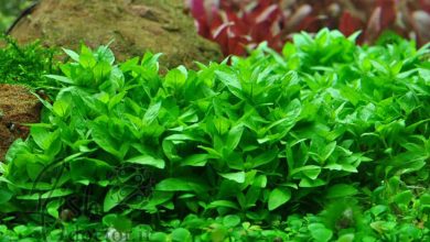 گیاه سبز آبزی آکواریومی چمنی استروژن ریپنس-Staurogyne Repens- Aquarium carpet Plant
