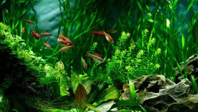 گیاهان آبزی آکواریوم آب شیرین Freshwater Aquarium Plants