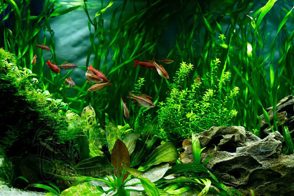 گیاهان آبزی آکواریوم آب شیرین Freshwater Aquarium Plants