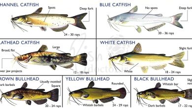 شناسایی گربه ماهی ها catfish family identification