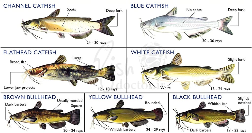 شناسایی گربه ماهی ها catfish family identification