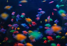 ماهی زینتی آکواریوم آب شیرین-کالر ویدو-گلو ویدو-glow widow tetra-color widow - GloFish-tetra