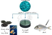 aquaculture -fish-shrimp-nutrition-probiotics -Feed Additive جیره-مکمل-افزودنی-کاربرد پروبیوتیک--آبزی پروری-پرورش ماهی-آبزیان-میگو-تغذیه-غذا دهی