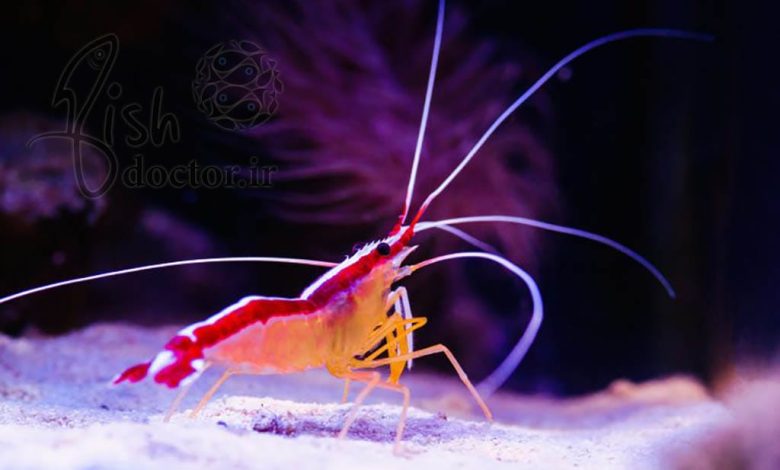 aquatic animals-amazing creature- Pacific cleaner shrimp- Lysmata amboinensis- Scarlet Skunk Cleaner Shrimp- crustaceans-گیاهان و جانوران آبزی- موجودات شگفت انگیز-میگوهای تمیز کننده اسکارلت