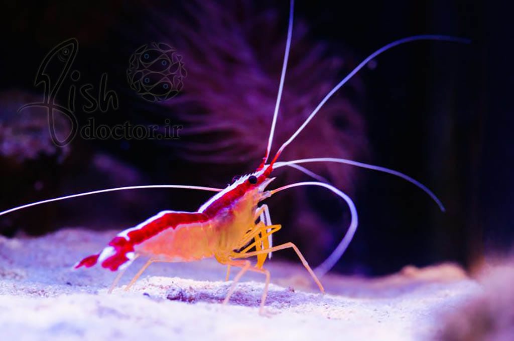 aquatic animals-amazing creature- Pacific cleaner shrimp- Lysmata amboinensis- Scarlet Skunk Cleaner Shrimp- crustaceans-گیاهان و جانوران آبزی- موجودات شگفت انگیز-میگوهای تمیز کننده اسکارلت