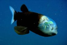 aquatic animals-amazing creature- macropinna microstoma fish - barreleye - گیاهان و جانوران عحیب آبزی- موجودات شگفت انگیز- ماهی ماکروپینا- ماهی اعماق کله شیشه ای-ماهی چشم بشکه ای