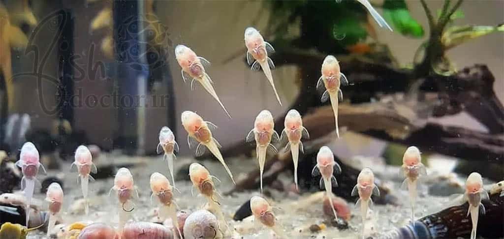 freshwater aquarium fish- Hypostomus plecostomus- suckermouth catfish- pleco-تکثیر و پرورش ماهی های زینتی آکواریوم آب شیرین-نگهداری و پرورش ماهی لجن خوار-تغذیه کت فیش-تکثیر پلیکو