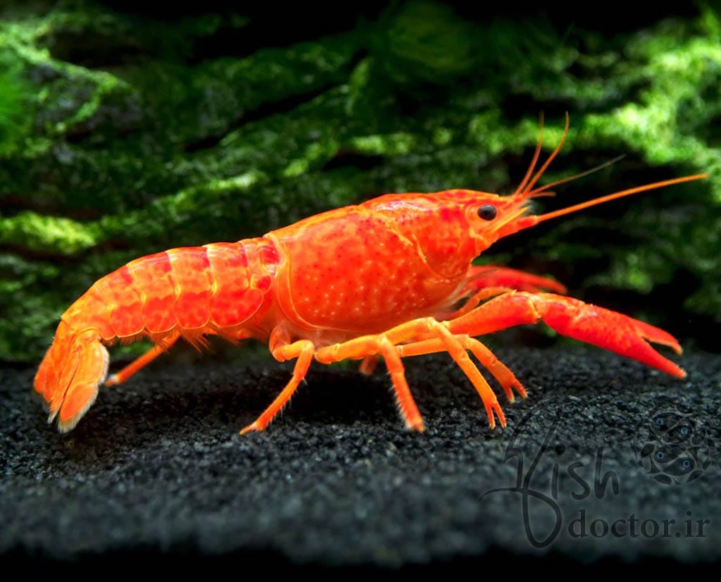 freshwater aquarium lobster-Neon Red Crayfish-Procambarus alleni-crawfish-breeding-care- سخت پوستان زینتی آکواریوم آب شیرین-شاه میگو-تکثیر پرورش نگهداری لابستر نئون رد-قرمز