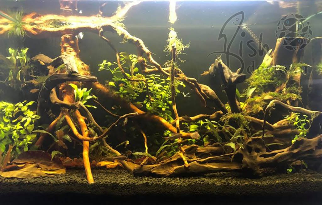 freshwater- aquarium wood- Aquascaping-Tank-aquascape- driftwood-دکوراسیون آکواریوم آب شیرین-شناسایی انواع چوب طبیعی تزئینی-ریشه-تنه-شاخه-آبنوس-راه اندازی و نگهداری تانک پلنت-منظره آرایی آکواریوم